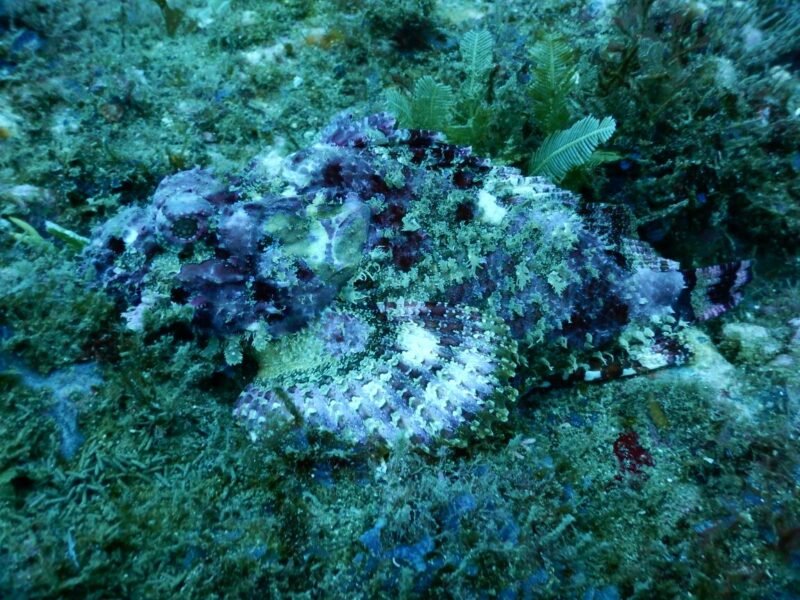 DSD Discover Scuba Diving | Playas del Coco - Costa Rica - Image 5