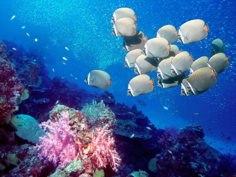 DSD Discover Scuba Diving | Playas del Coco - Costa Rica - Image 4