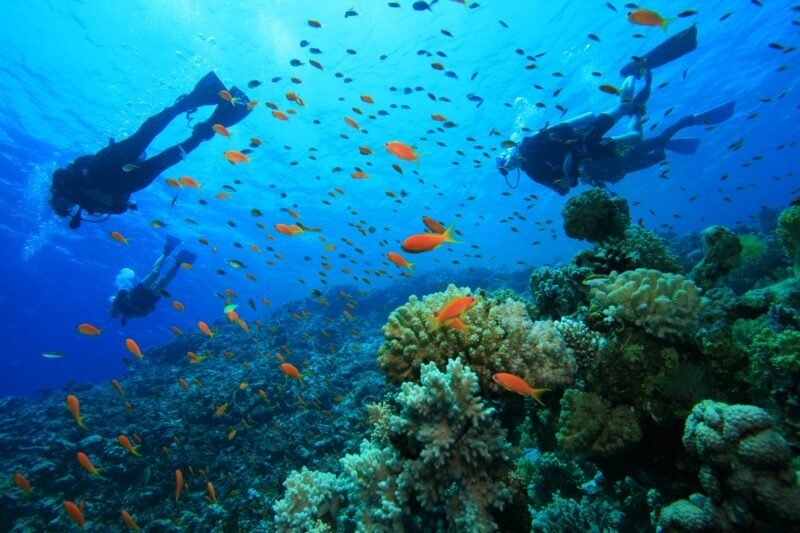 DSD Discover Scuba Diving | Playas del Coco - Costa Rica - Image 2